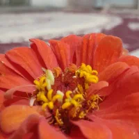 زمین تجاری واقع در روستای شهریار