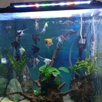 فروش آکواریوم با وسایل و ماهی ها