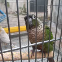 گرینچیک|پرنده|فومن, |دیوار