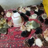 جوجه مرغ محلی و جوجه غاز