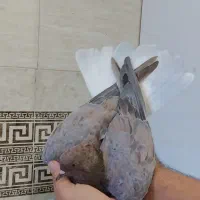 دم سفید