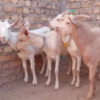 چهار عدد یکساله سانن درجه یک|حیوانات مزرعه|تایباد, |دیوار