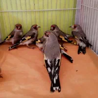 سهره سقا ماده و نر