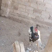 مرغ و خروس|حیوانات مزرعه|زهک, |دیوار