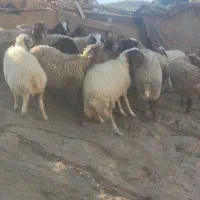 میش وشیشک چاق بز وتی بز چاق کشتاری روغنی|حیوانات مزرعه|خرم‌آباد, |دیوار