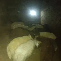 تعداد ۱۱عدد میش جوان و تعدادی بره به فروش میرسد