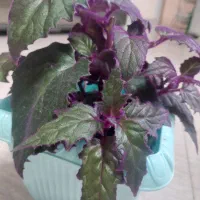 فروش انواع گل های اپارتمانی|گل و گیاه طبیعی|گرگان, |دیوار