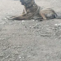 قیمت 17|سگ|تربت‌حیدریه, بالا ولایت|دیوار