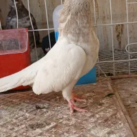 کله ابر کلاهی