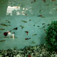 ماهی گوپی|ماهی|فردیس, شهرک سپاه|دیوار