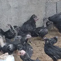 مرغ