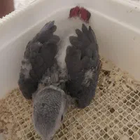 جوجه کاسکو سرلاکی