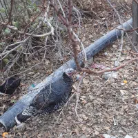 مرغ و خروس بوقلمون|حیوانات مزرعه|شهریار, کهنز|دیوار