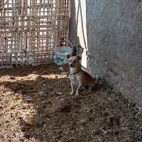 سگ پاکوتاه میکس نر|سگ|مشهد, حضرت حجت|دیوار