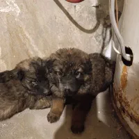 سگ از نژاد سرابی|سگ|تبریز, |دیوار