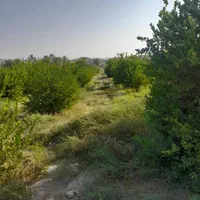 فروش ۹ هکتار زمین کشاورزی ، باغی