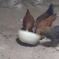 جوجه ۲ماهه سالم وسرحال