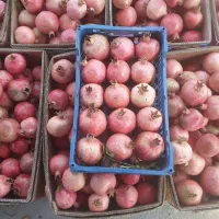 انار درجه ا|عمدهفروشی|فیروزآباد (فارس), |دیوار