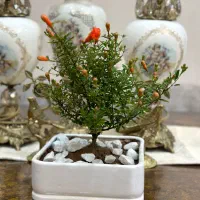 گل بونسای کم یاب انار میوه دهنده