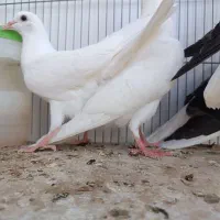 مفلق دمگیر