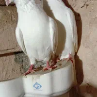 کبوتر سفید