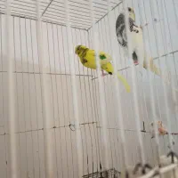 مرغ عشق 7جفت به زمانت تخم جوجه