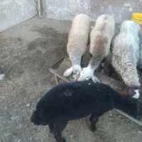 ۴عدد گوسفند|حیوانات مزرعه|گمیشان, |دیوار