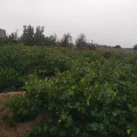 باغ-در-بهترین-نقطه-شهر