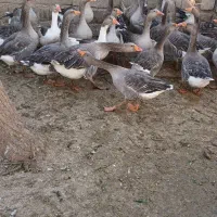 بت (غاز)|حیوانات مزرعه|زابل, |دیوار