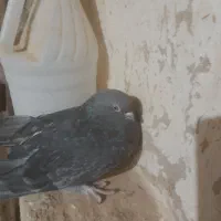 ۳۰۰۰۰۰۰|پرنده|کبودرآهنگ, |دیوار