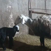 میش بره|حیوانات مزرعه|شیروان (لرستان), |دیوار