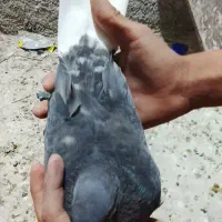کبوتر فروشی