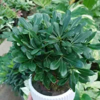 گل عمده و تکی /گل طبیعی /گل اپارتمانی حیاطی|گل و گیاه طبیعی|رشت, گلسار|دیوار