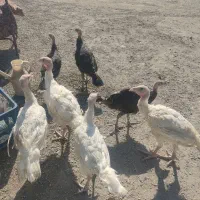 بوقلمون بیوتی