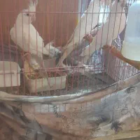 عروس درجه یک|پرنده|چغادک, |دیوار