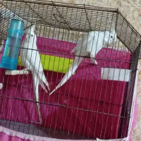 عروس هلندی البینو شرط خالص و مولد