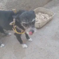 سگ پاکوتاه