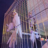 عروس هلندی نر معاوضه با ماده