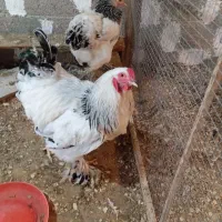 دوتا مرغ ویک خروس برهما|حیوانات مزرعه|سنگر, |دیوار