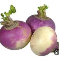 فروش شلغم