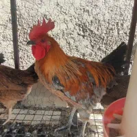 خروس محلی خالص