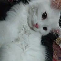 واگزاری پرشین نر فوری|گربه|خوی, |دیوار