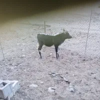 گوساله.|حیوانات مزرعه|لالی, |دیوار