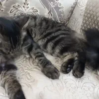 گربه گمشده امروز صبح گمشده در اطراف بهار اباد