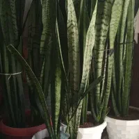 گل سانسوریافقط ۲۰۰هزارتومان