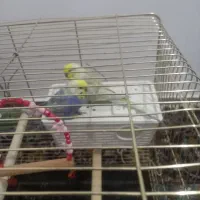 دوعدد مرغ عشق