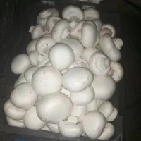 قارچ تازه|خوردنی و آشامیدنی|سرپل ذهاب, |دیوار