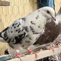 کبوتر پرشی|پرنده|فاضل آباد, |دیوار