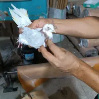 کفتر پرشی و یاهو|پرنده|قم, آزادگان|دیوار