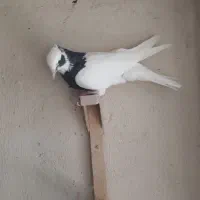 کبوتر زرقان|پرنده|شیراز, رکنآباد|دیوار